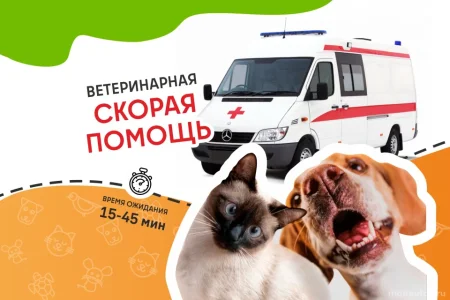 Ветеринарная служба ВетСкорая24 на улице Ленина фото 4