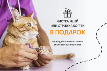 Ветеринарная служба ВетСкорая24 на улице Ленина фото 3