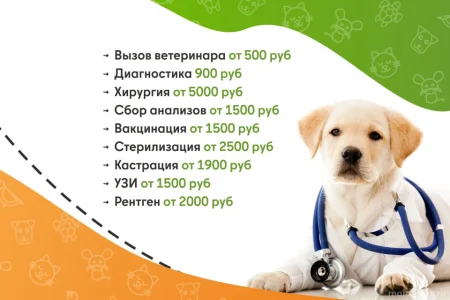 Ветеринарная служба ВетСкорая24 на улице Ленина фото 1